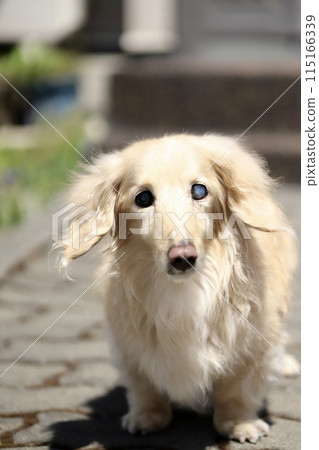 A senior miniature dachshund with cataracts in one eye. A cream dachshund on a walk. A senior miniature dachshund with cataracts in one eye. A cream dachshund on a walk. 115166339
