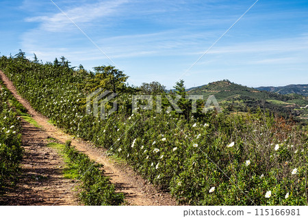 Cistus ladanifer, Rockrose or Labdanum at the Archaeological Circuit in Vale Fuzeiros at Vilarinha, Algarve, Portugal. 115166981
