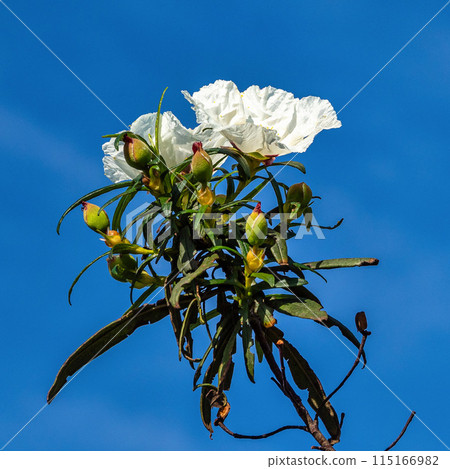 Cistus ladanifer, Rockrose or Labdanum at the Archaeological Circuit in Vale Fuzeiros at Vilarinha, Algarve, Portugal. 115166982