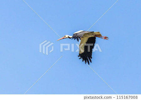 White stork flying over Ria Formosa at Quinta do Lago, Algarve, Portugal. White stork flying over Ria Formosa at Quinta do Lago, Algarve, Portugal. 115167008