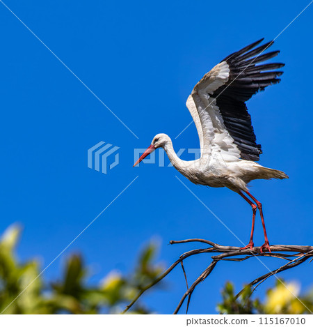 White Storks, Ciconia ciconia at Povoa e Meadas Dam in Castelo de Vide, Alentejo, Portugal 115167010