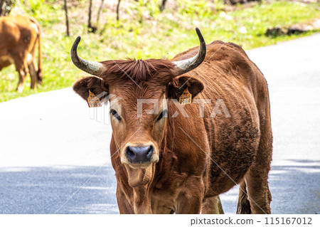 The Cachena cow in Nationalpark Peneda-Geres in North Portugal, a traditional Portuguese mountain cattle 115167012