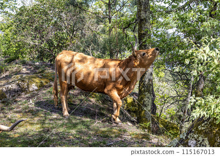 The Cachena cow in Nationalpark Peneda-Geres in North Portugal, a traditional Portuguese mountain cattle 115167013