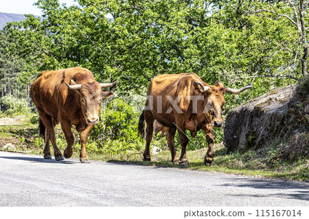 The Cachena cow in Nationalpark Peneda-Geres in North Portugal, a traditional Portuguese mountain cattle 115167014