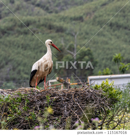 White Storks, Ciconia ciconia in the valley of the storks at Rasmalho, Portimao, Algarve, Portugal 115167016