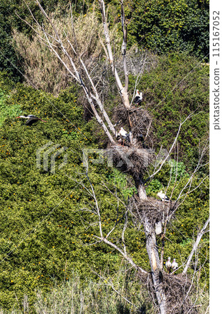 White Storks, Ciconia ciconia at Silves in the Algarve region, District Faro, Portugal. 115167052