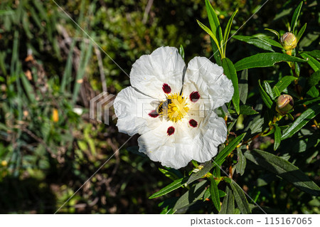 Cistus ladanifer, Rockrose or Labdanum at the Archaeological Circuit in Vale Fuzeiros at Vilarinha, Algarve, Portugal. 115167065