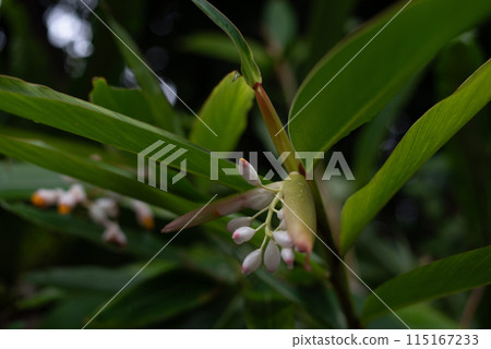 Raindrops still remaining on shell ginger leaves and buds 115167233
