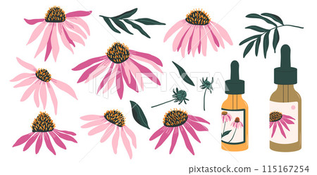 Coneflower purple with leaves and essential oil set isolated on white background. Aurvedic plants. Echinacea Purpurea wild flowers collection. Vector hand drawn flat illustration. 115167254