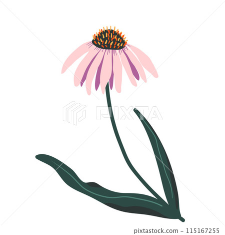 Echinacea flower. Purple coneflower isolated on white background. Pink wildflower Vector hand drawn illustration. Echinacea flower. Purple coneflower isolated on white background. Pink wildflower Vector hand drawn illustration. 115167255