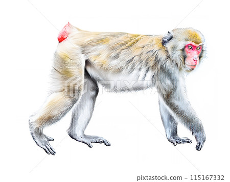 Analog touch, cute hand-drawn style Japanese macaque, monkey illustration Year of the Monkey New Year's card material AI generated image 115167332