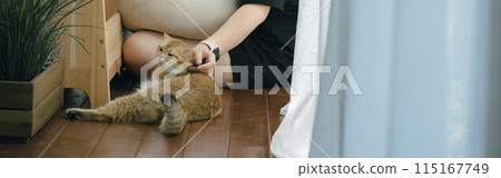 pet care concept with owner during read book and play with british cat in livingroom pet care concept with owner during read book and play with british cat in livingroom 115167749
