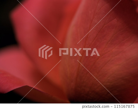 五月綻放的美麗玫瑰花“凱瑟琳·德納芙” 五月綻放的美麗玫瑰花“凱瑟琳·德納芙” 115167875