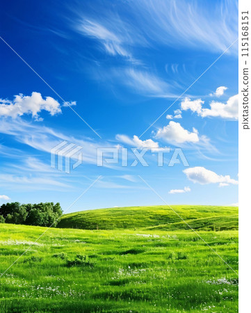 清爽的夏日草甸 115168151