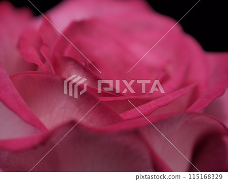 五月盛開的美麗紅玫瑰花“北海” 五月盛開的美麗紅玫瑰花“北海” 115168329