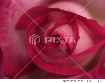 五月盛開的美麗紅玫瑰花“北海” 五月盛開的美麗紅玫瑰花“北海” 115168330