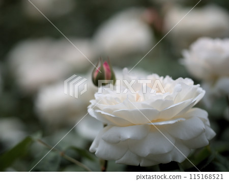 五月盛開的美麗白花“溫徹斯特大教堂” 115168521