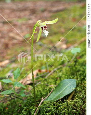 亞北極針葉林森林地面上盛開的銀杏蘭花淡綠色花朵 115168557