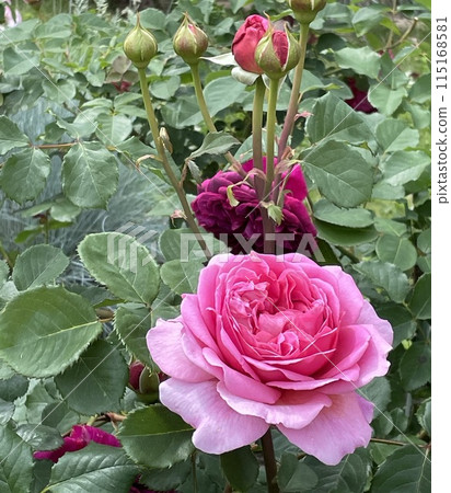 A rose that smells so good 115168581