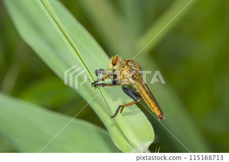 Aoméab Aoméab 115168713