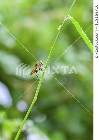 Aoméab Aoméab 115168716