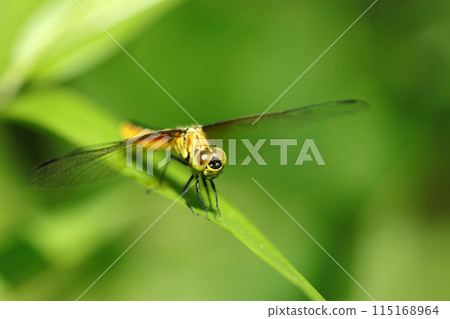 A female yellow dragonfly on a ridge near the water's edge (natural light + telephoto macro close-up photo) A female yellow dragonfly on a ridge near the water's edge (natural light + telephoto macro close-up photo) 115168964