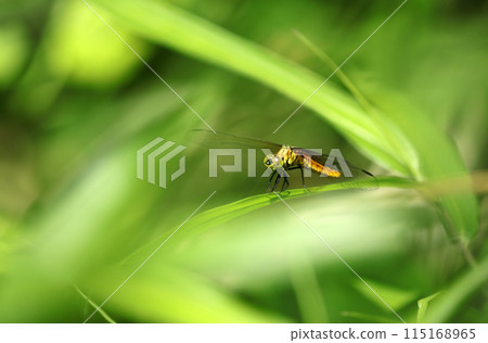 A female yellow dragonfly on a ridge near the water's edge (natural light + telephoto macro close-up photo) A female yellow dragonfly on a ridge near the water's edge (natural light + telephoto macro close-up photo) 115168965