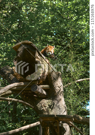 One red panda sits high on a dry tree in the forest and eats bamboo leaves Vertical color photo 115168976