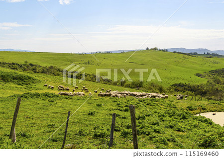 Green hills with a lot of white sheep against a blue sky with rare clouds Green hills with a lot of white sheep against a blue sky with rare clouds 115169460