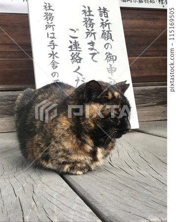 福岡串田宮貓 福岡串田宮貓 115169505