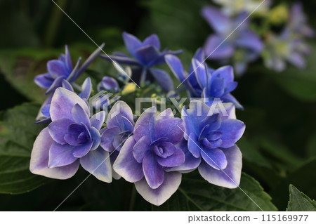 Hydrangea Hydrangea 115169977