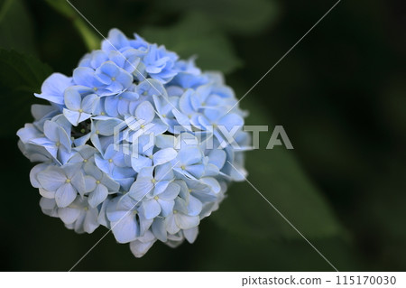 Hydrangea 115170030