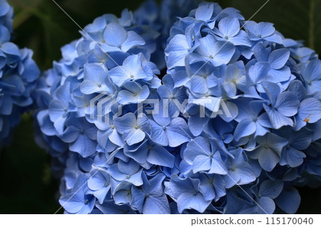 Hydrangea Hydrangea 115170040