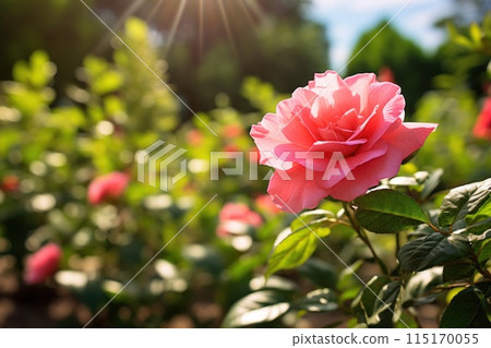 Sunlit Pink Rose in Bloom 115170055