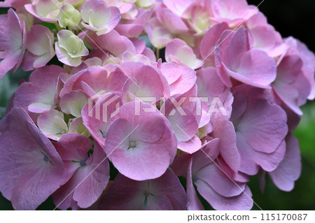 Hydrangea 115170087