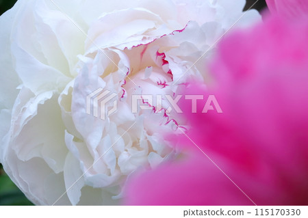 芍藥拉丁娃娃(高知縣春野町) 芍藥拉丁娃娃(高知縣春野町) 115170330