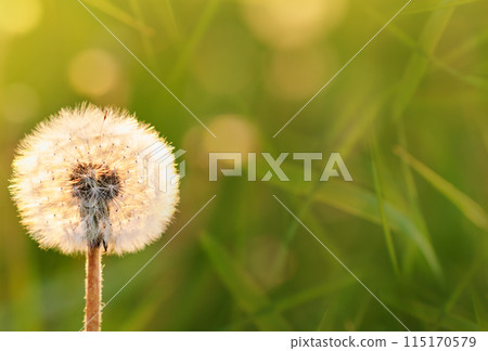 White dandelion in a field on a green background in the grass. The morning sun illuminates the wild flower. Close-up. Nature. 115170579