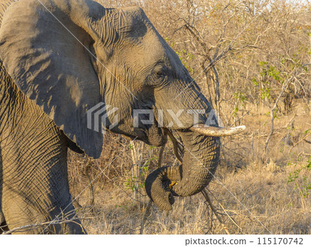 Close Up Elephant With Curled Trunk Eating in the Undergrowth, South Africa Close Up Elephant With Curled Trunk Eating in the Undergrowth, South Africa 115170742