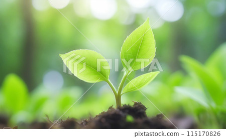 新芽從土裡長出來 115170826