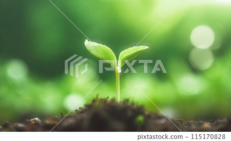 Newly emerged sprouts from the soil 115170828