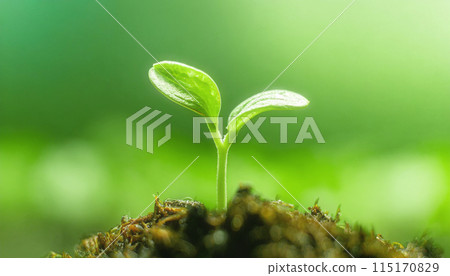 Newly emerged sprouts from the soil Newly emerged sprouts from the soil 115170829