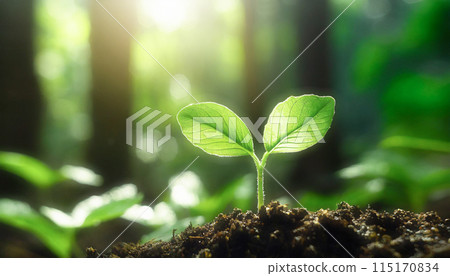 Newly emerged sprouts from the soil 115170834