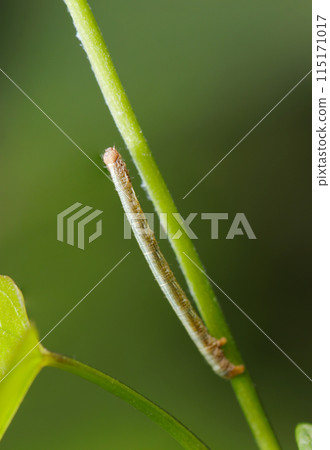 A geometrid moth larva climbing a grass stem (natural light & strobe macro lens close-up) 115171017