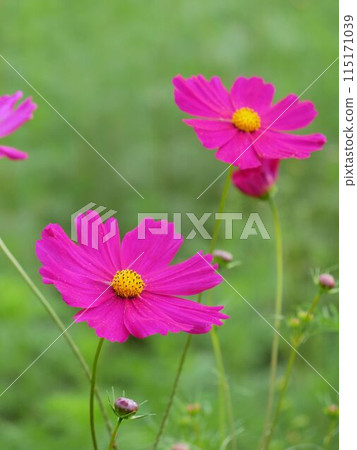 Autumn flowers: Shocking pink cosmos Autumn flowers: Shocking pink cosmos 115171039