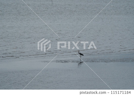 A standing grey heron at the mouth of the Tama River, Solamnad Haneda Green Space 115171184