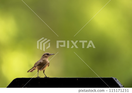 brown rock chat or Indian chat or Oenanthe fusca bird species perched on iron gate in natural scenic green background brown rock chat or Indian chat or Oenanthe fusca bird species perched on iron gate in natural scenic green background 115171231