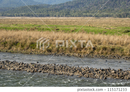 scenic view or landscape of dhikala zone ramganga river grassland and foothills of himalayas in background in winter season safari at jim corbett national park forest tiger reserve uttarakhand india 115171233