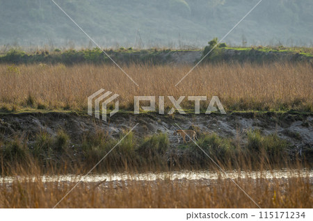 Wild female bengal tiger or panthera tigris or tigress roaming in her territory in scenic landscape near ramganga river shore dhikala zone at jim corbett national park forest reserve uttarakhand india 115171234