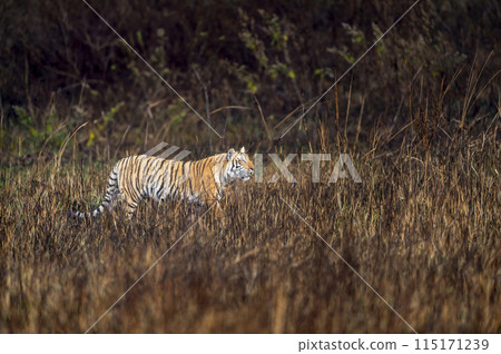 indian wild female tiger or panthera tigris or tigress side profile walking in grassland in winter season morning game drive or safari at jim corbett national park forest reserve uttarakhand india indian wild female tiger or panthera tigris or tigress side profile walking in grassland in winter season morning game drive or safari at jim corbett national park forest reserve uttarakhand india 115171239