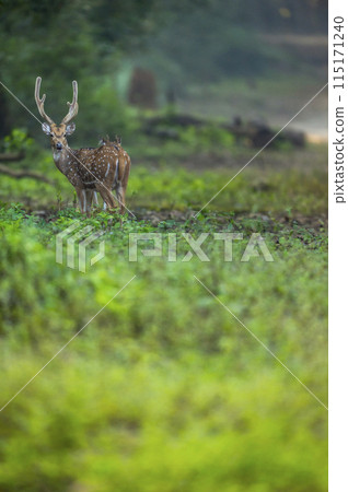 wild big antler male spotted deer or chital or axis deer in wild natural green scenic background in winter outdoor wildlife safari at dhikala jim corbett national park forest reserve uttarakhand india wild big antler male spotted deer or chital or axis deer in wild natural green scenic background in winter outdoor wildlife safari at dhikala jim corbett national park forest reserve uttarakhand india 115171240